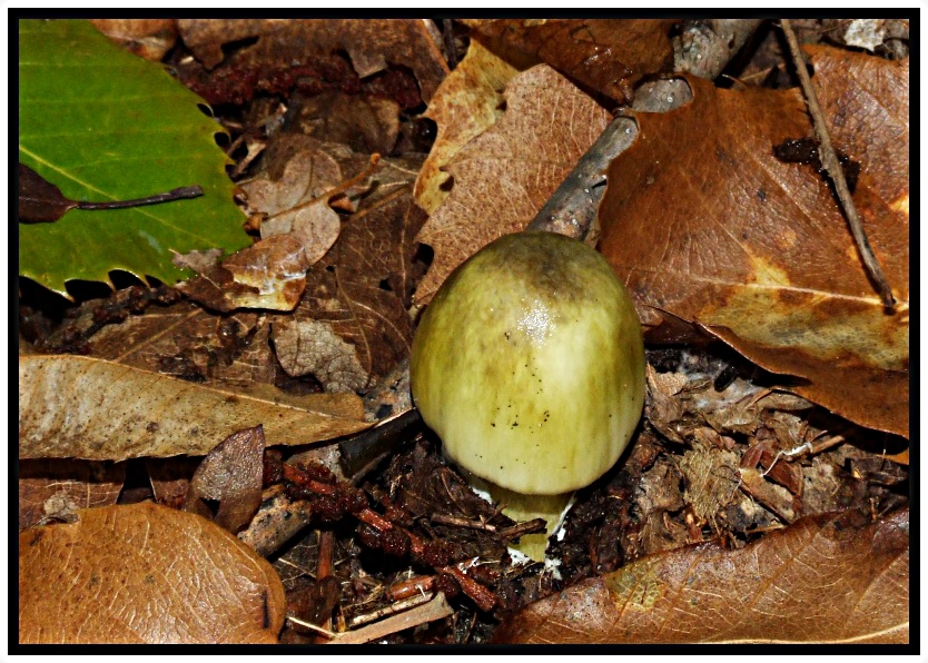 Un paio di giornate micologiche a Bagno di Romagna (FC)